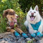 10 Best Dog Boots on Amazon